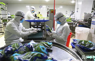 中央媒體探秘全球最大植物工廠，解鎖新興光生物產業的生物技術密碼